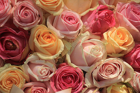 面粉玫瑰花桌子鲜花植物群新娘装饰品婚礼花束白色团体玫瑰图片