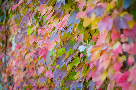 色彩多彩的秋叶季节落叶树叶叶子紫色小路地面树木枫叶植物图片