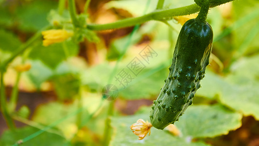 园中的黄瓜温室农场钢坯农业植物收获饮食叶子食物季节图片