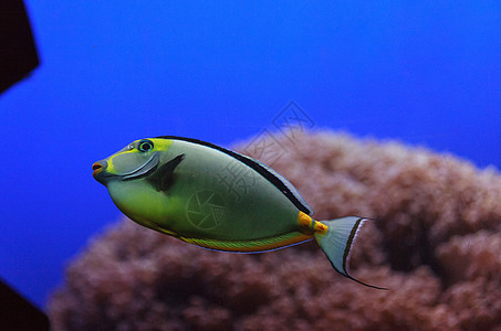 纳索鱼海洋海水环境橙子热带独角兽动物水族馆植被暴跌图片