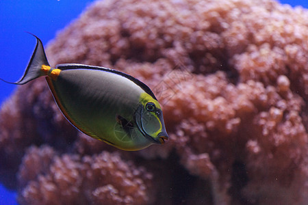 纳索鱼水族馆鼻索暴跌盐水橙子热带环境独角兽动物概念图片