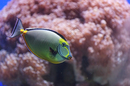 纳索鱼热带游泳海洋生物学独角兽潜水盐水水族馆鼻索蓝色图片