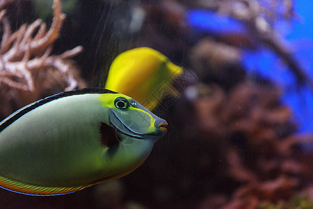 纳索鱼暴跌生物学游泳潜水热带海水水族馆独角兽蓝色野生动物图片