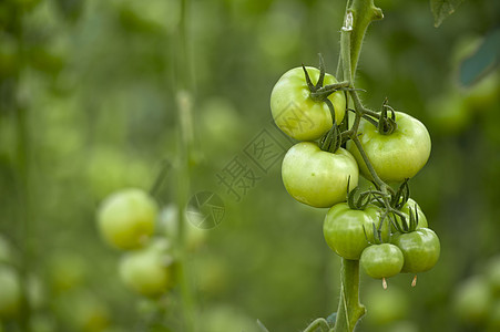 番茄农场饮食生长花园营养叶子园艺藤蔓蔬菜水果收成图片