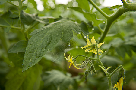 番茄农场植物藤蔓沙拉季节食物园艺营养温室生产饮食图片
