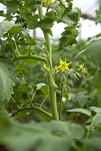 番茄农场营养收成温室叶子饮食季节藤蔓水果沙拉植物图片