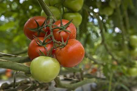 番茄农场藤蔓维生素沙拉季节植物叶子蔬菜食物生长园艺图片