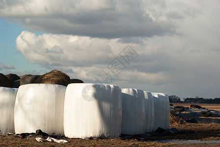 青贮饲料 捆包小麦环境国家收成晴天叶子圆圈农场塑料干草图片
