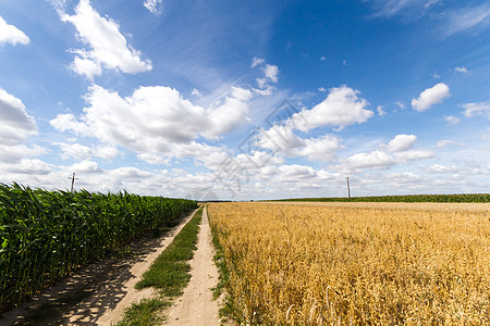 农业农田土地土壤太阳季节叶子食物农村地平线收成天空图片