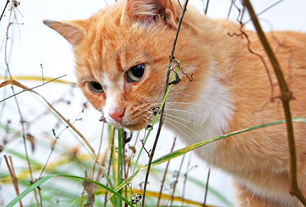 雨下孤单的红猫图片