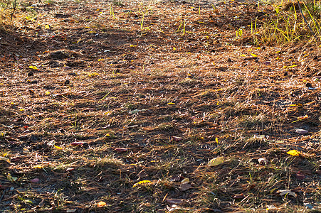 地上的叶子公园金子森林草地地面植物季节框架小路土地图片