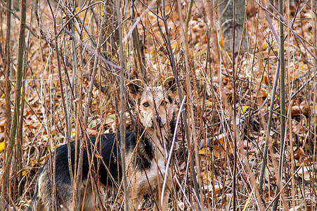 秋天森林中的流浪狗悲伤哺乳动物帮助树木耳朵叶子小狗运动力量寂寞图片