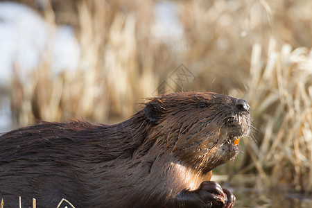 海狸毛皮荒野食物生物公园工作木头涟漪池塘哺乳动物图片