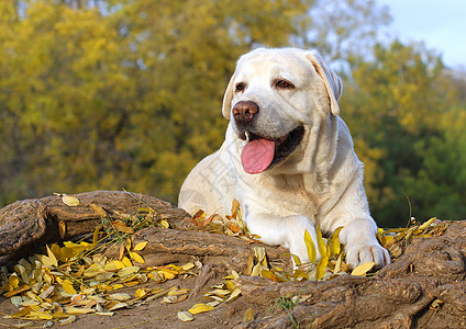 秋天公园的绿色黄紫色拉布拉多公园孩子猎犬小狗树叶森林太阳朋友喜悦黄色图片