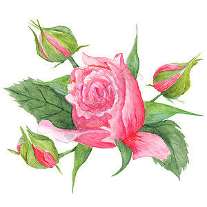 Rose Buds 植物说明图片