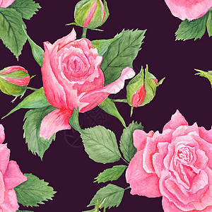 玫瑰植物水彩色形态图片