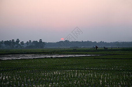 印度西孟加拉稻田光明粮食荒野工作园艺工人水池棕榈小贩城市职业图片