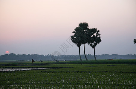 印度西孟加拉稻田光明生长牧场农村场景谷物粮食城市种植园场地工作图片