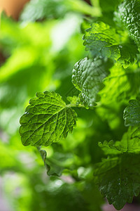 绿色新鲜美莉莎香脂桌子草本植物花园芳香植物薄荷烹饪药品香气图片