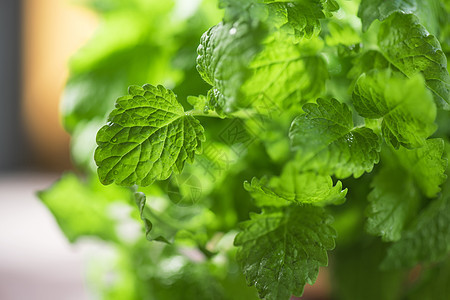 绿色新鲜美莉莎小枝食物场地宏观植物香料花园芳香叶子疗法图片