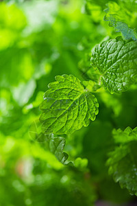 绿色新鲜美莉莎香脂植被植物学叶子草本植物薄荷芳香香气食物场地图片