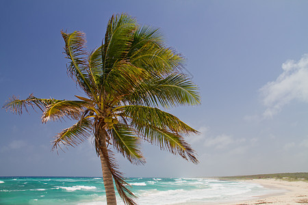 海滩假期地平线旅行气候冲浪蓝色季节风景阴影热带图片