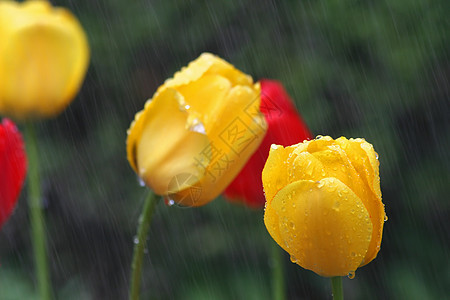 雨中的郁金香太阳生活环境风暴下雨花束天气生长园艺植物群图片