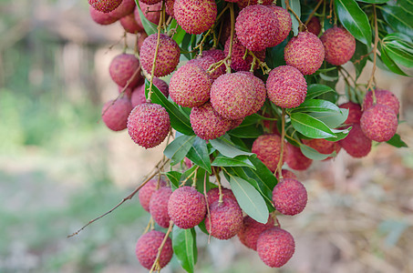 柳叶果食物植物饮食粉色热带果园皮肤红色荔枝树叶图片