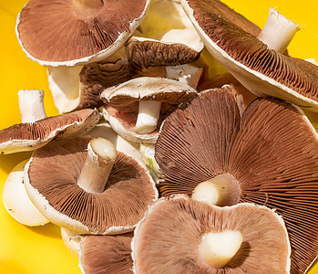 新鲜食用田地蘑菇室图片