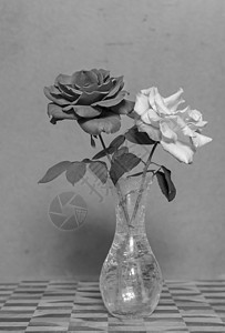 格龙盖背景上的黑白玫瑰花朵图片