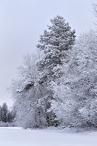 1月份的雪季冬季森林多云场地天空丘陵天际木头树木黑色小径灌木丛图片