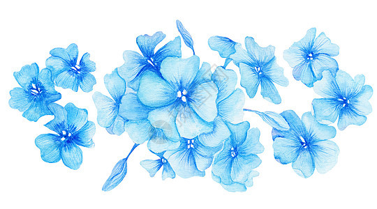 蓝色Hydrangea水彩色插图图片