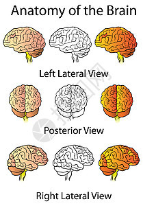 脑解剖医学说明 人类解剖学保健插图花瓣丘脑精神科思考卡通片教育时间智力图片