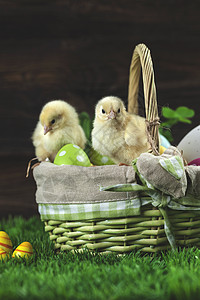 复活节有鸡蛋的桶子 年轻的东边小鸡礼物假期季节装饰木头白色篮子绿色食物庆典图片