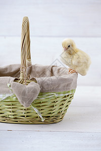复活节鸡 鸡蛋和白色背景的装饰品庆典小鸡食物木头装饰篮子季节假期礼物图片
