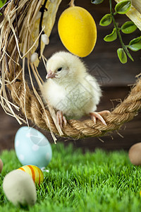 复活节鸡 鸡蛋和装饰品季节绿色礼物假期装饰小鸡白色庆典木头图片