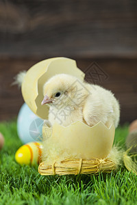 复活节鸡 鸡蛋和装饰品季节礼物假期小鸡木头庆典装饰绿色白色图片