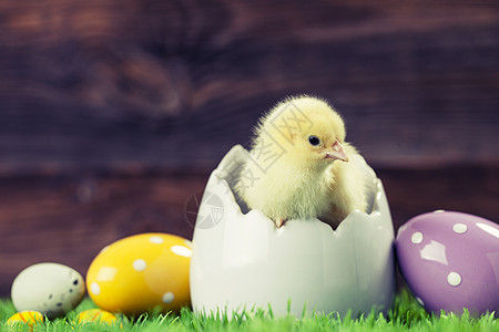 复活节鸡蛋礼物季节庆典装饰白色绿色木头假期小鸡图片