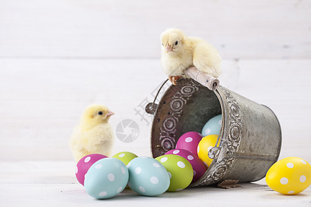 复活节鸡 鸡蛋和白色背景的装饰品庆典礼物假期卡片季节木头装饰贺卡小鸡图片