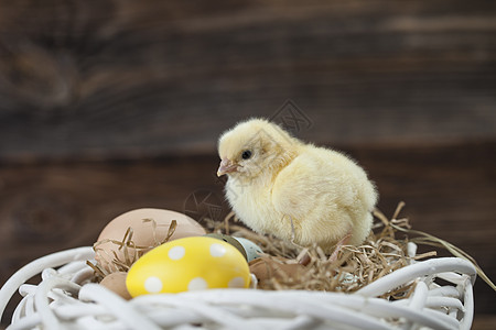 鸡与蛋春天白色的高清图片