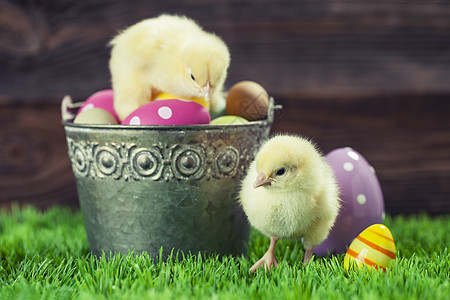 装满了东边鸡蛋和鸡蛋的酒桶白色绿色礼物木头假期小鸡装饰季节贺卡卡片图片