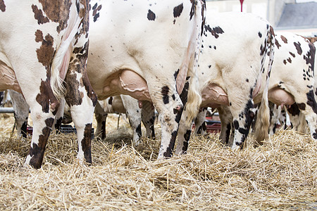 农民集会 法国 欧洲牛奶阻塞产品叛乱示范金融交通奶牛政策危机图片