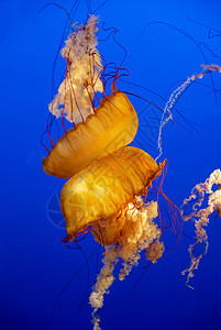 水族馆中的橘子水母漂浮异国游泳热带运动海洋蓝色动物家庭野生动物图片