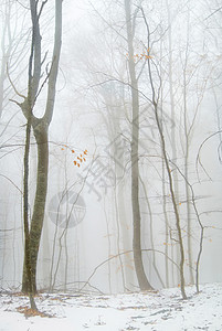 冬季森林叶子阴影树木橙子地面魔法天气季节墙纸环境图片