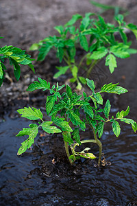 种植番茄灌木 预付自来水费栽培水果季节健康花园食物叶子农场生长绿色图片