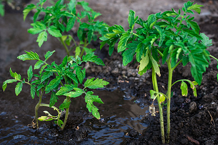 种植番茄灌木 预付自来水费食物绿色生长健康花园农业水果农场季节叶子图片