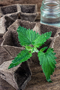 木桌顶上的草药枝条香味芳香叶子草本植物花园香脂薄荷植被食物图片