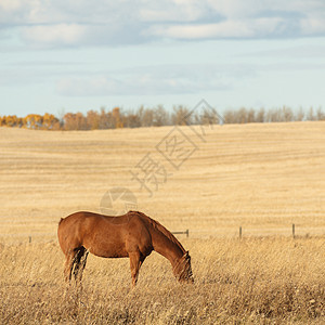 马男性鬃毛自由荒野场地跑步力量天空农场牧场图片