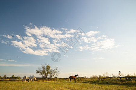马自由力量跑步荒野场地牧场灰尘日落哺乳动物农场图片