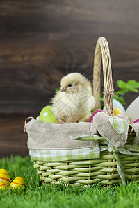 复活节有鸡蛋的桶子 年轻的东边小鸡礼物庆典白色兔子绿色季节木头假期篮子食物图片